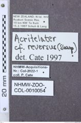 Etiketten zu Anthracalaus luzonicus (NHMW-ZOO-COL-0010054)